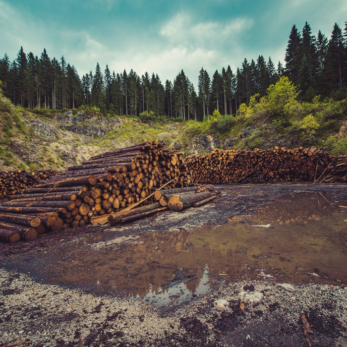 firewood on river