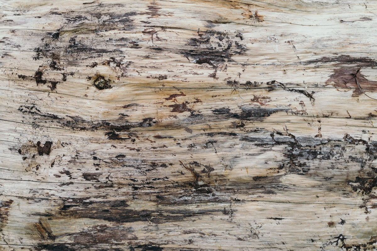 Coverted Timber Transform Home Exteriors with Timber Claddings — Timber DIY