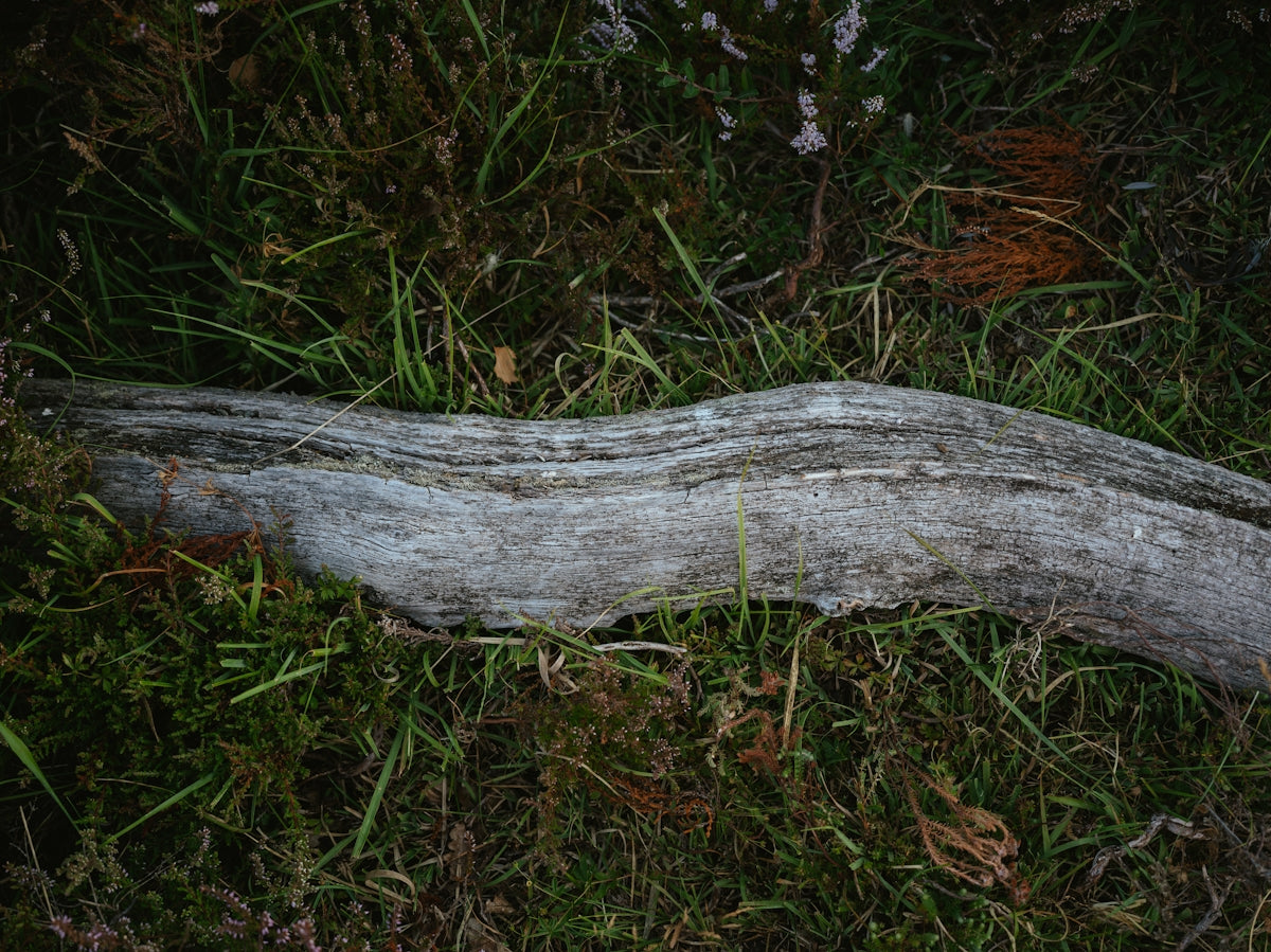 a log in the grass