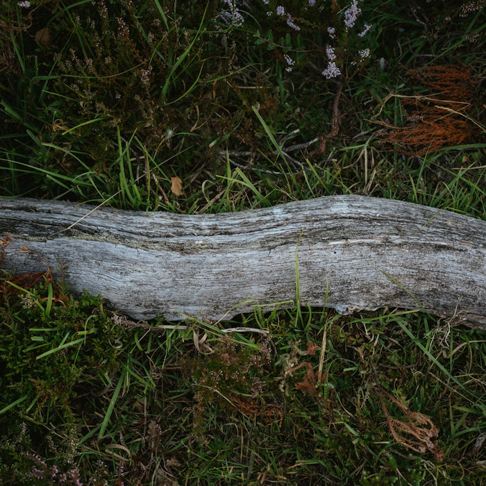 a log in the grass