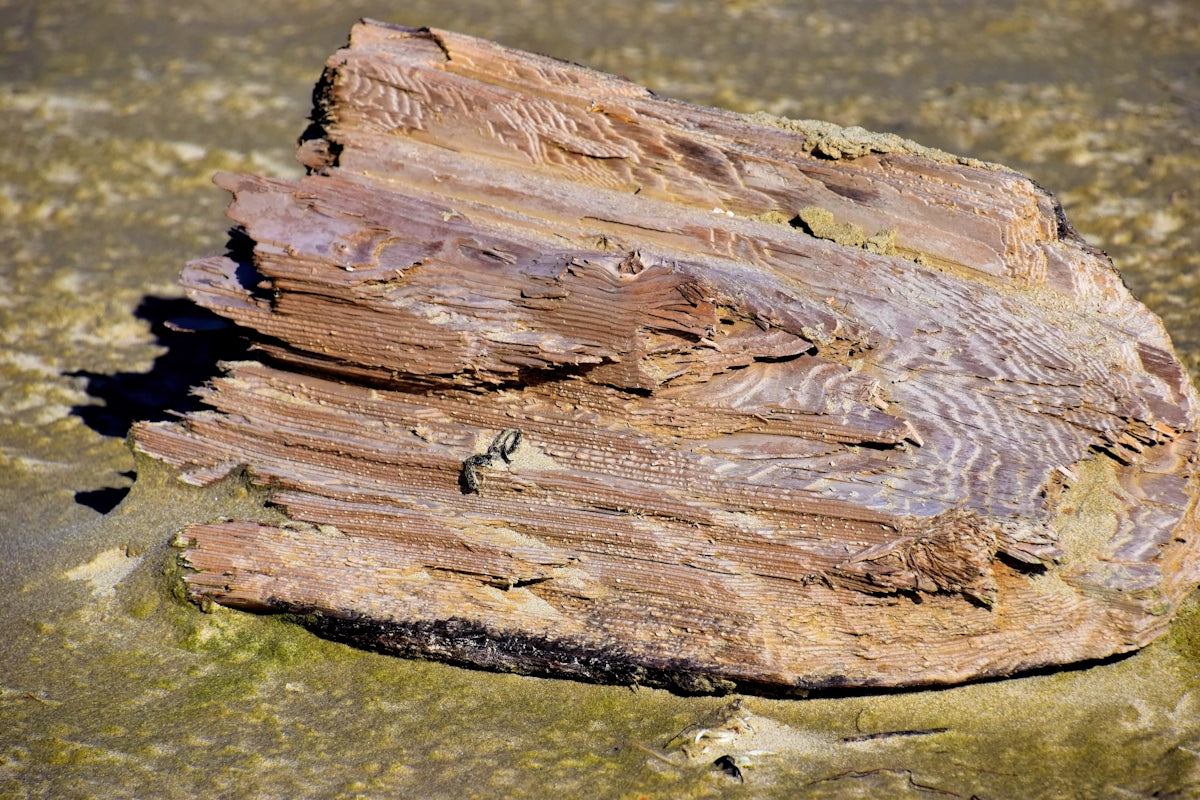 a log on the ground