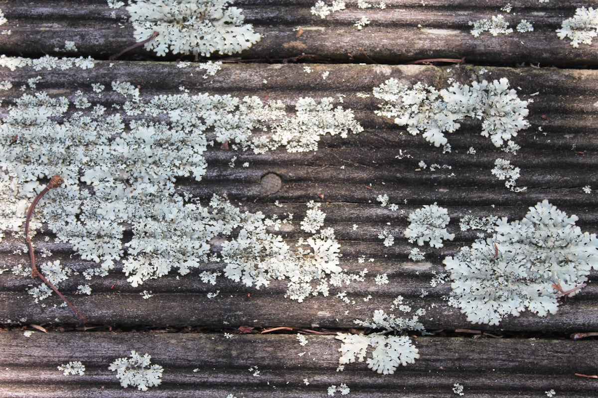 a close up of a piece of wood with lichen on it