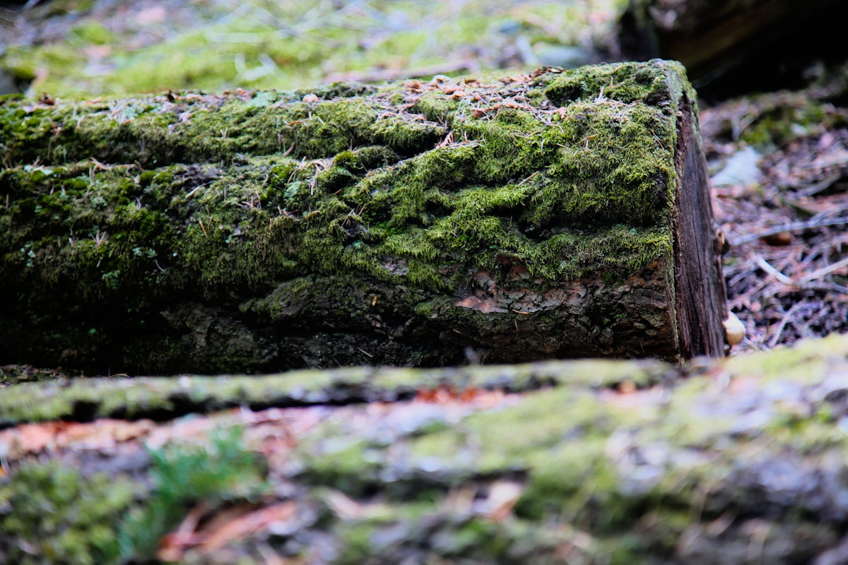 a close up of a mossy log in the woods