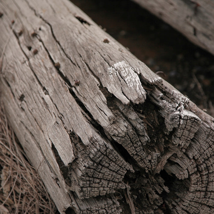 a close up of a piece of wood on the ground