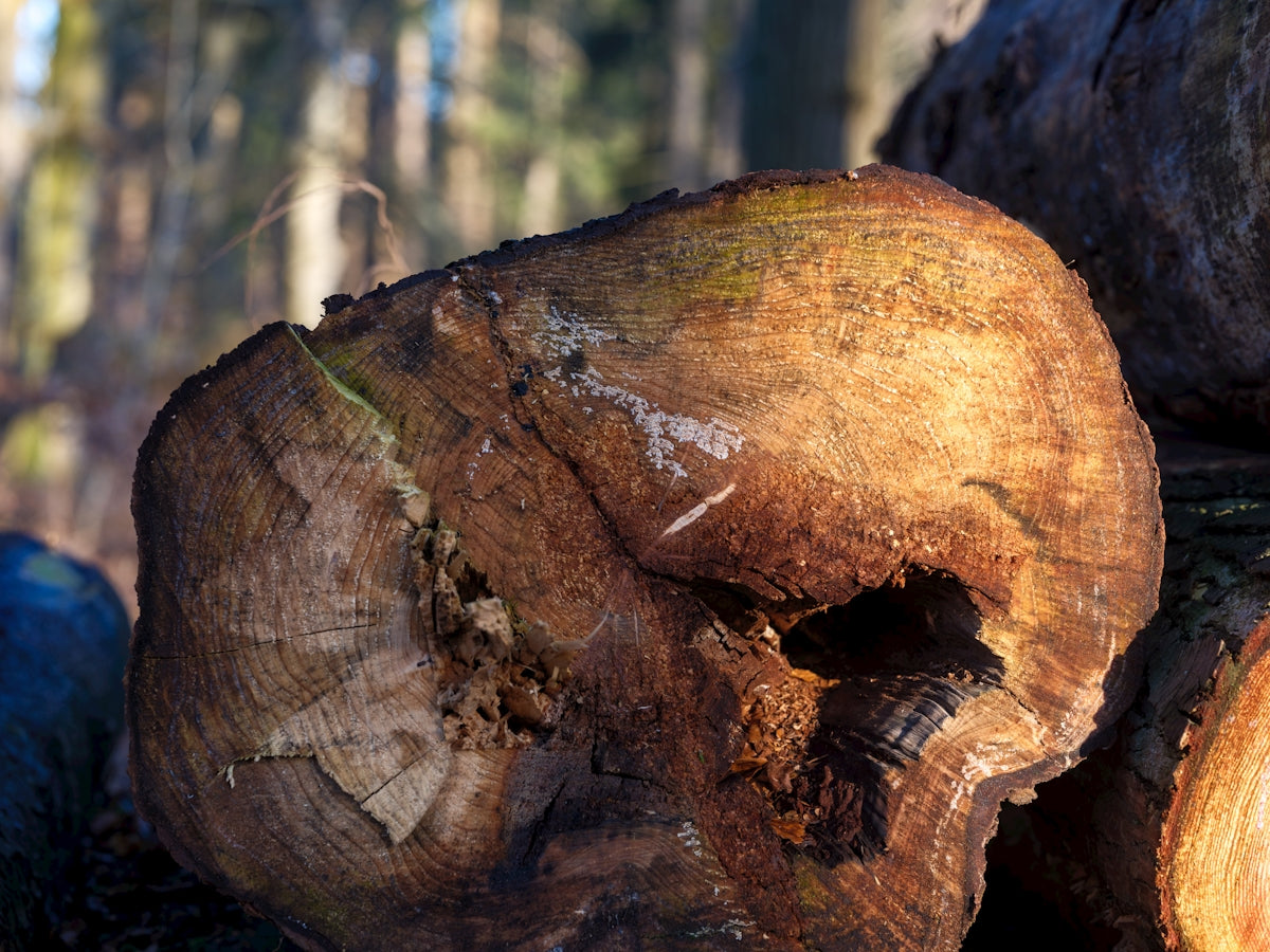 A pile of wood sitting in the middle of a forest