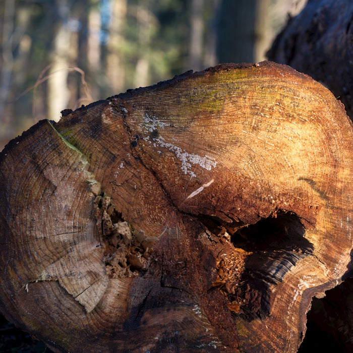 A pile of wood sitting in the middle of a forest