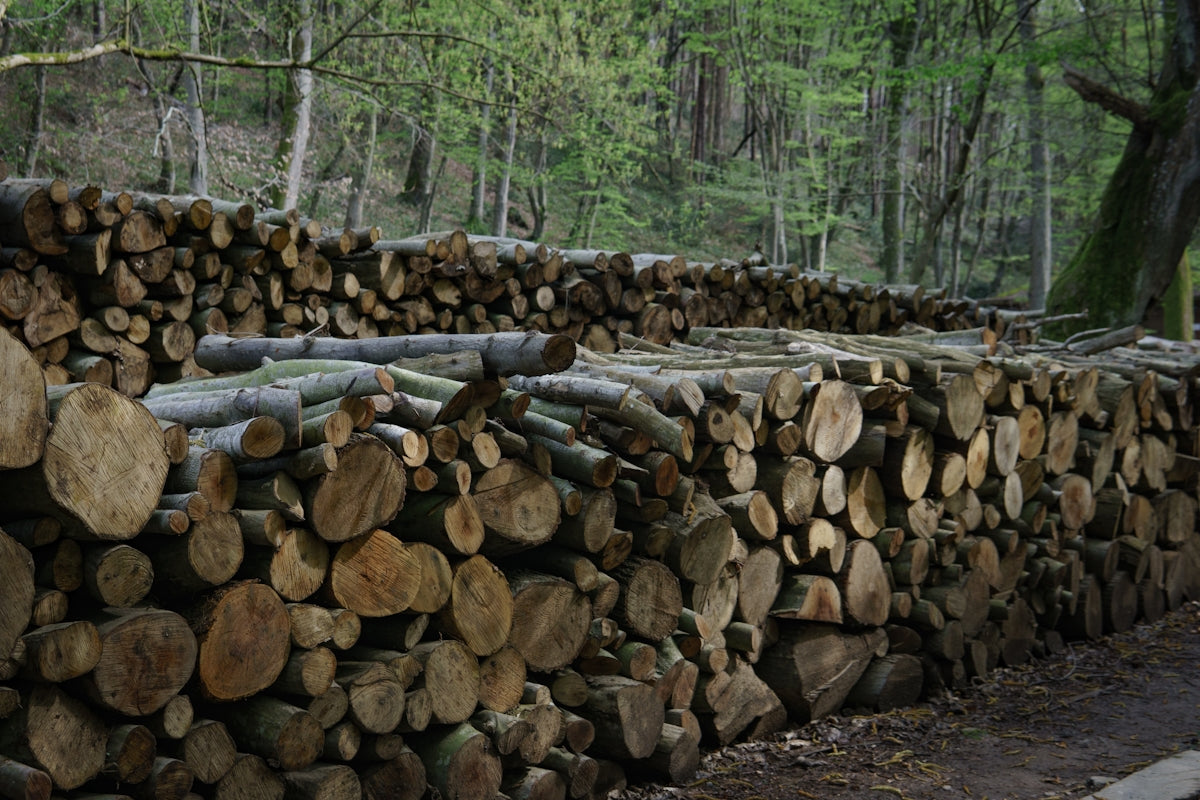 A wall of stacked firewood in a forest.