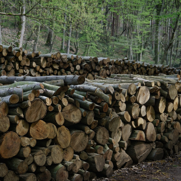 A wall of stacked firewood in a forest.