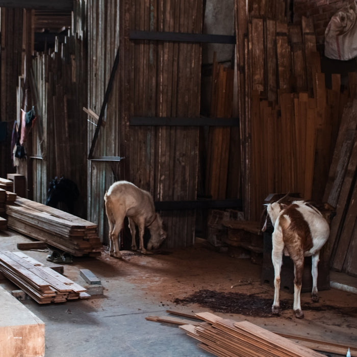 Two goats eating in a rustic wooden workshop.