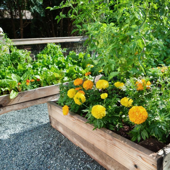 Raised Garden Beds: A Guide to Building Your Own Oasis - Timber DIY