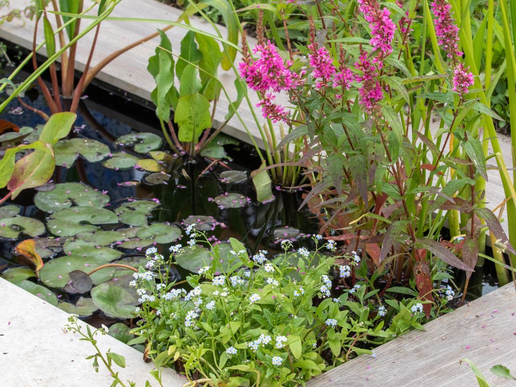 Creating and Caring for Raised Ponds: Tips for a Beautiful Water Feature