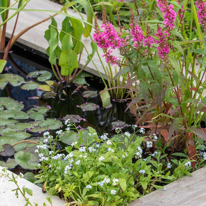 Creating and Caring for Raised Ponds: Tips for a Beautiful Water Feature