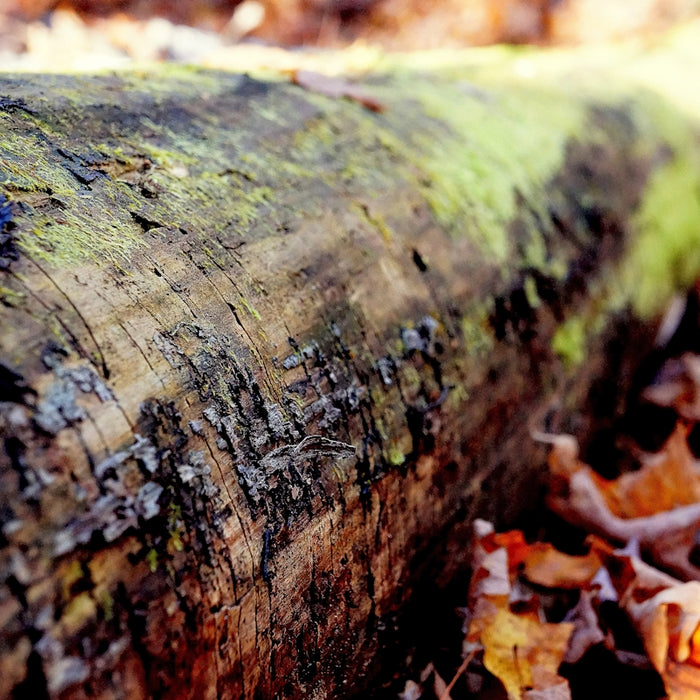 brown tree log surrounded by brown leaves