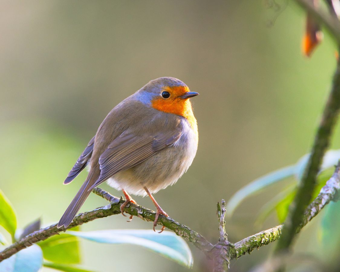robin bird on a branch
