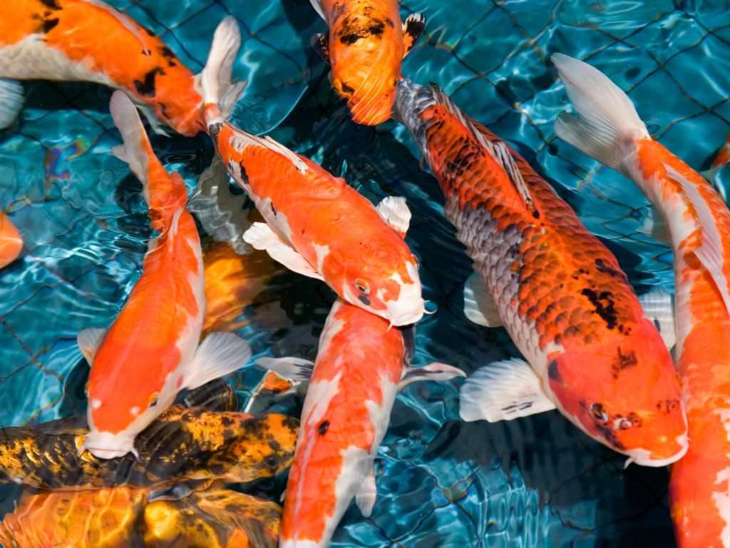 raised garden pond with koi karp fish