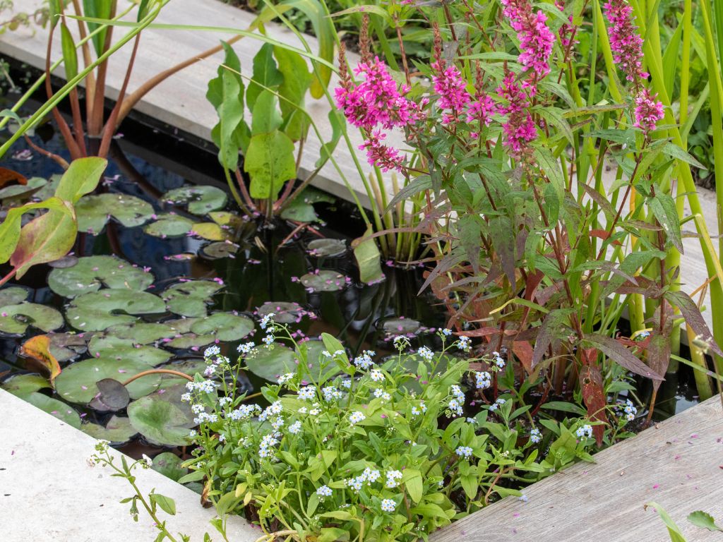 raised garden wooden pond